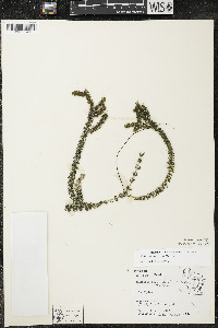 Elodea canadensis image