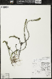 Elodea canadensis image