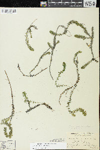 Elodea canadensis image