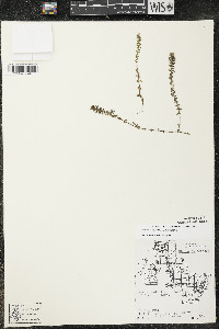 Elodea canadensis image