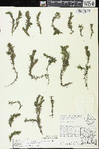 Elodea canadensis image