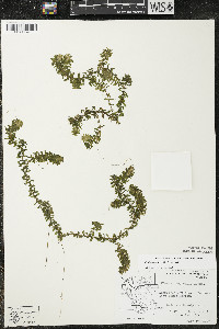 Elodea canadensis image