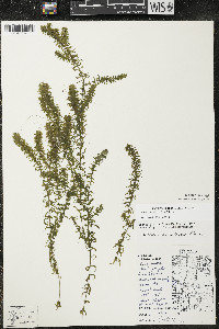 Elodea canadensis image