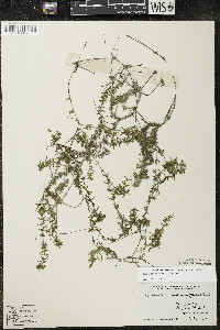 Elodea canadensis image