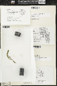 Elodea canadensis image