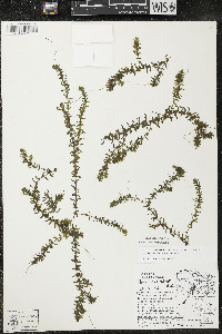 Elodea canadensis image