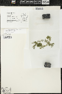 Elodea canadensis image