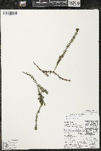 Elodea canadensis image