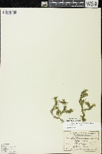 Elodea canadensis image