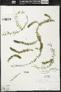 Elodea canadensis image