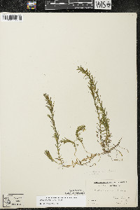 Elodea canadensis image