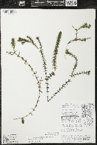 Elodea canadensis image