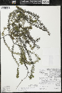 Elodea canadensis image