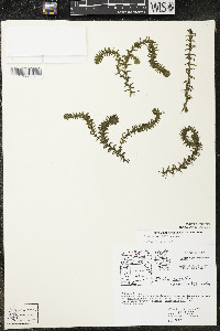 Elodea canadensis image