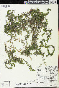 Elodea canadensis image