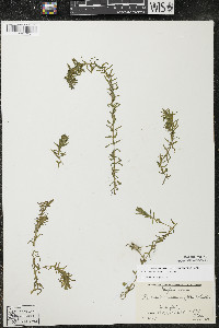 Elodea canadensis image