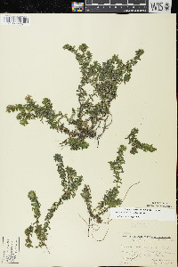 Elodea canadensis image