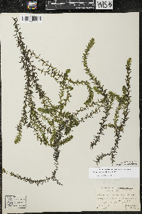 Elodea canadensis image