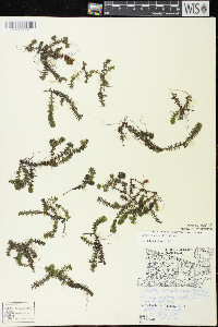 Elodea canadensis image