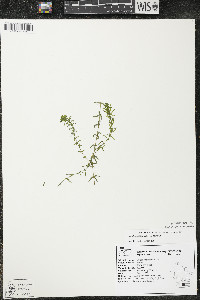 Elodea canadensis image