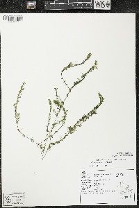 Elodea canadensis image