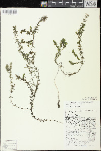 Elodea canadensis image