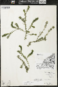 Elodea canadensis image