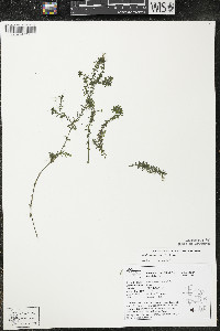 Elodea canadensis image