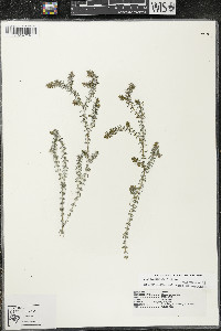 Elodea canadensis image