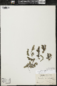 Elodea canadensis image