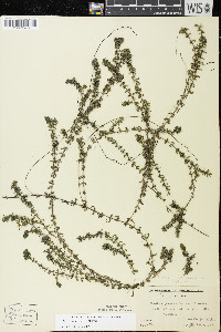 Elodea canadensis image