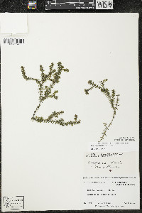 Elodea canadensis image