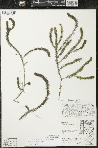 Elodea canadensis image