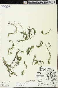 Elodea canadensis image