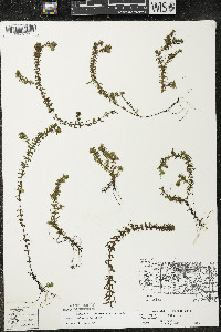 Elodea canadensis image