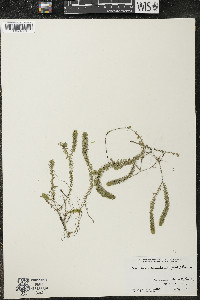 Elodea canadensis image