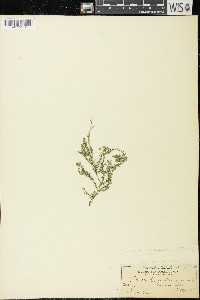 Elodea canadensis image