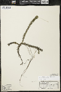 Elodea canadensis image