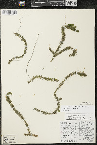 Elodea canadensis image