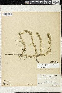 Elodea canadensis image