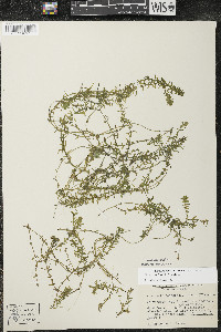 Elodea canadensis image