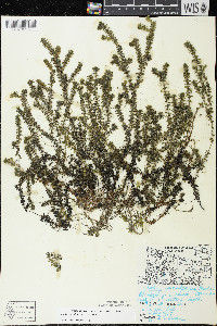 Elodea canadensis image