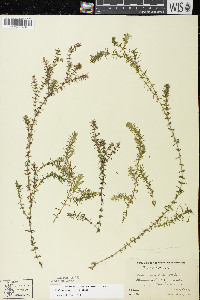 Elodea canadensis image
