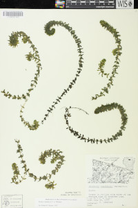 Elodea canadensis image