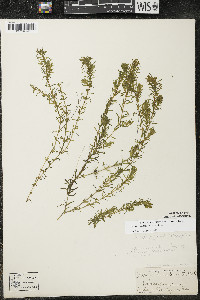 Elodea canadensis image