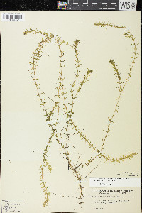 Elodea canadensis image