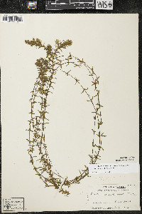 Elodea canadensis image