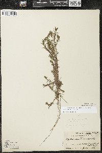 Elodea canadensis image