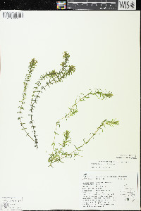 Elodea canadensis image