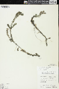 Elodea canadensis image